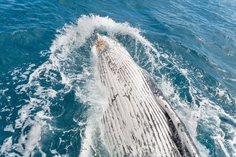Humpback whale (Megaptera novaeangliae) breaching, Hervey Bay, Queensland, Australia, Oceania