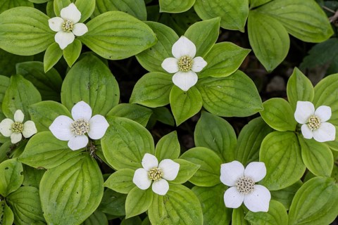 Canadian dogwood (Cornus canadensis), Emsland, Lower Saxony, Germany, Europe