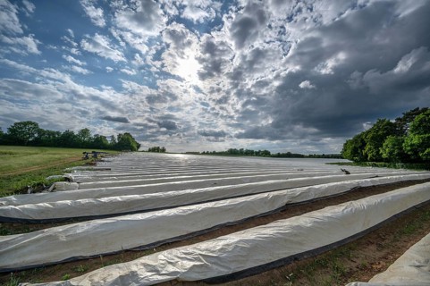 Asparagus field with white covering foil, cloudy sky, Eckental, Middle Franconia, Bavaria, Germany,