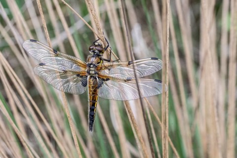 Four-spotted dragonfly (Libellula quadrimaculata), Emsland, Lower Saxony, Germany, Europe