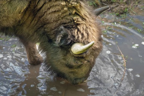 Bison (Bison) drinking water, wildlife park, Bavaria, Germany, Europe