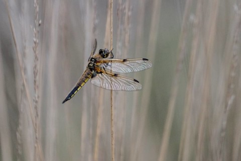 Four-spotted dragonfly (Libellula quadrimaculata), Emsland, Lower Saxony, Germany, Europe