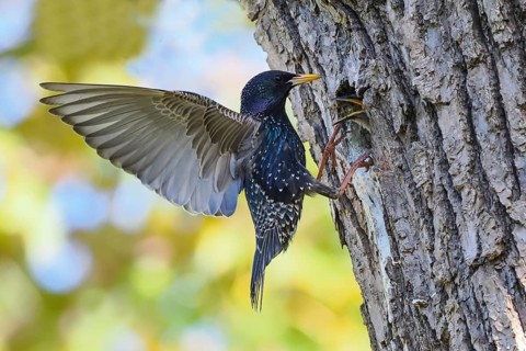 A starling (Sturnus vulgaris) with spread wings in front of its nest cavity in a tree trunk, young