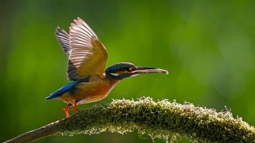 Kingfisher (Alcedo atthis) Indicator for clean flowing waters, male with preyed whitefish, flying
