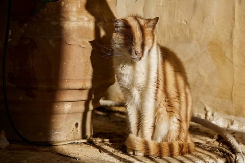 A red and white cat sits next to a pot in warm sunlight, surrounded by shadows, Symi Town, Symi,