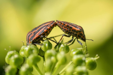 Stripe bug (Graphosoma lineatum), mating, Emsland, Lower Saxony, Germany, Europe