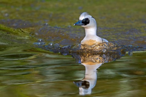 Smew (Mergellus albellus, Mergus albellus) male swimming in pond in spring