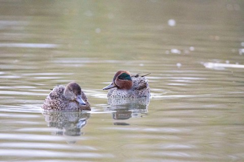 Teal (Anas crecca) Pair Germany
