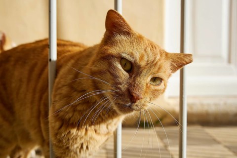 Orange cat leaning curiously out of a lattice in the sunshine, Symi town, Symi, Dodecanese, Greek