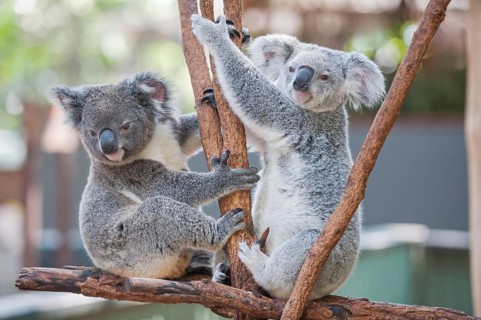 Koalas (Phascolarctos Cinereous), Lone Pine Koala Sanctuary, Brisbane, Queensland, Australia,