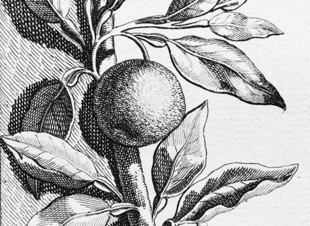 Orange, detail title page, copper engraving or copper etching by Johann Christoph Volkamer or