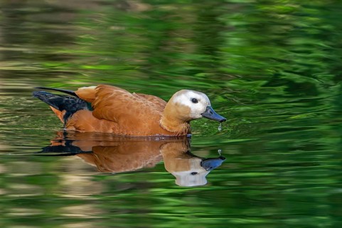 Ruddy shelduck, Brahminy duck (Tadorna ferruginea, Casarca ferruginea) swimming in pond