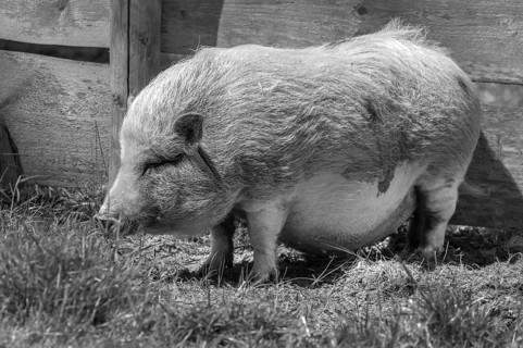 Pot-bellied pig (Sus scrofa domesticus), wildlife park, Bavaria, Germany, Europe
