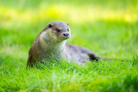 Eurasian otter (Lutra lutra) on a meadow, Hesse, Germany, Europe