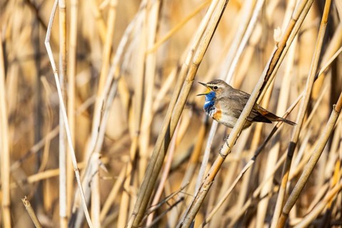 Bluethroat (Luscinia svecica cyanecula) ml Germany