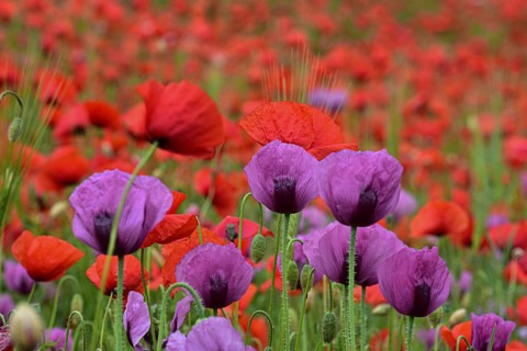 Field with poppies, red poppy (Papaver somniferum) and pink poppy, Bavaria, Germany, Europe