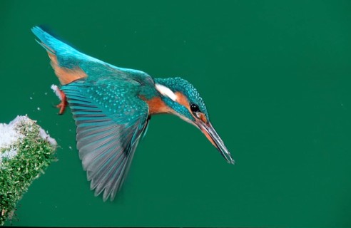 River Kingfisher, Lower Saxony, kingfisher, swoop, Lower Saxony, animals, bird, birds, Common