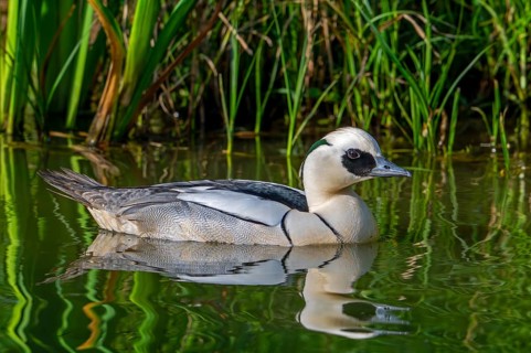 Smew (Mergellus albellus, Mergus albellus) male swimming in pond in spring