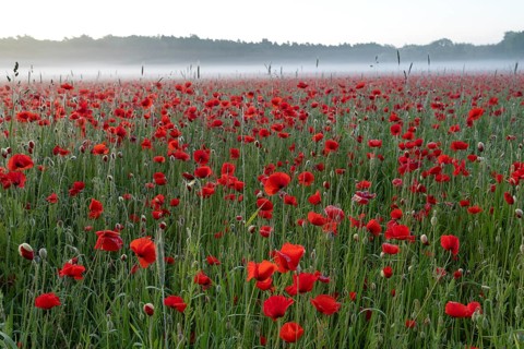 Corn poppy, (Papaver rhoeas), large field in full bloom, Münsterland, North Rhine-Westphalia,