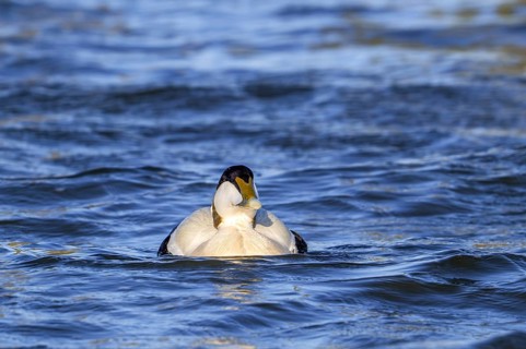 Common eider duck (Somateria mollissima) male, drake in breeding plumage swimming along the North