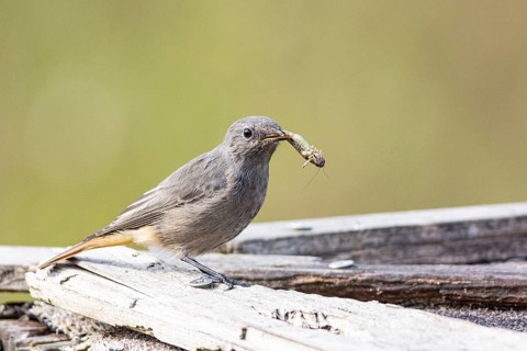 Black redstart (Phoenicurus ochruros) Germany