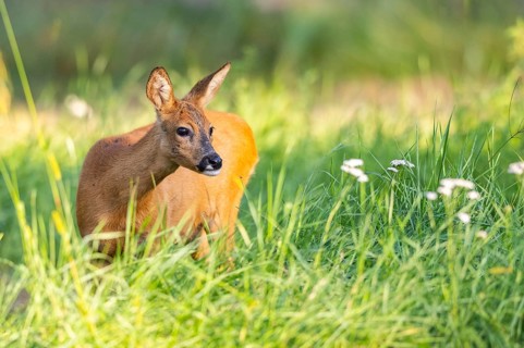 Roe deer (Capreolus capreolus) standing on a meadow, Hesse, Germany, Europe