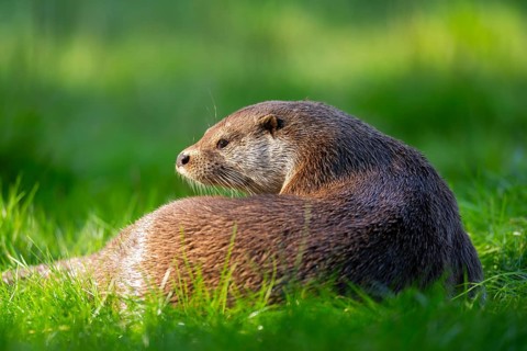 Eurasian otter (Lutra lutra) on a meadow, Hesse, Germany, Europe