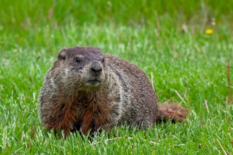 Harrison Township, Michigan - A groundhog on a lawn at Lake St. Clair Metropark