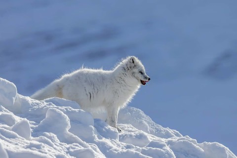 Arctic fox, white fox, polar fox (Vulpes lagopus) adult in thick winter coat hunting on snow