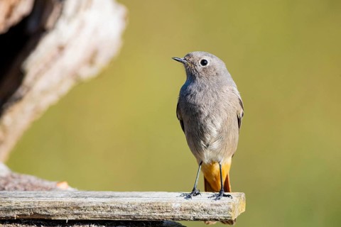 Black redstart (Phoenicurus ochruros) Germany
