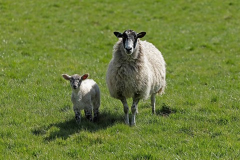 Ewe and lamb on pasture, Chipping Campden, The Cotswolds, England, Great Britain
