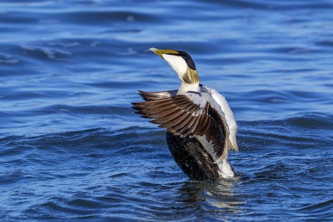 Common eider duck (Somateria mollissima) male, drake in breeding plumage flapping wings along the