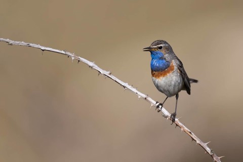 Bluethroat (Luscinia svecica), Texel, Netherlands