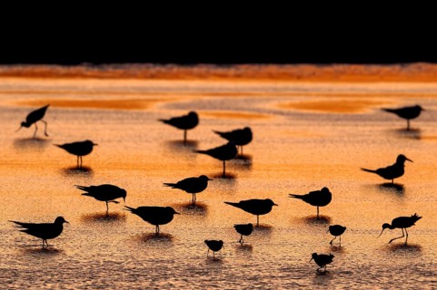 Silhouettes of redshanks foraging among colony of black-headed gulls resting in shallow water of