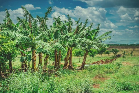 Vibrant Plantain Plantation in Daylight. View of a green plantain orchard in the beautiful