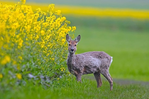 European roe deer (Capreolus capreolus) doe, female foraging in rape field in spring