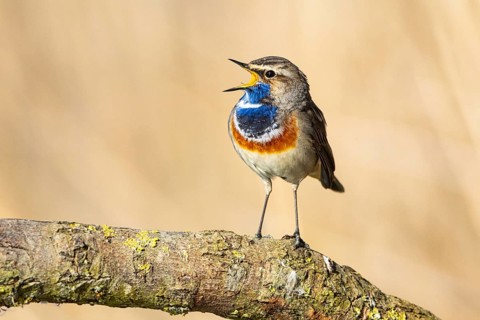 Bluethroat (Luscinia svecica cyanecula) ml Germany