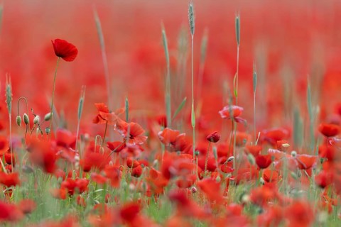 Corn poppy, (Papaver rhoeas), large field in full bloom, Münsterland, North Rhine-Westphalia,