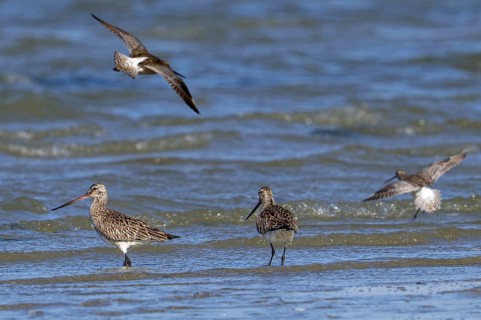Bar-tailed godwits (Limosa lapponica) foraging in shallow water on beach along the North Sea coast