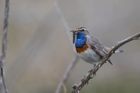 Bluethroat with prey, Texel, Netherlands