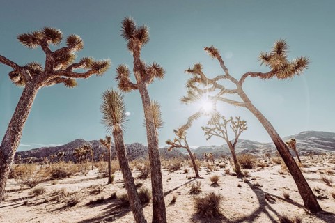 Lunch in Joshua Tree National Park