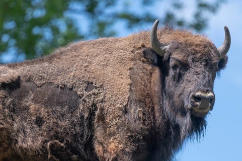 Bison (Bison), game park, Bavaria, Germany, Europe