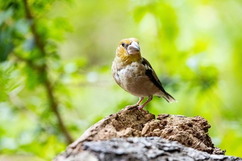 Hawfinch (Coccothraustes coccothraustes) Germany