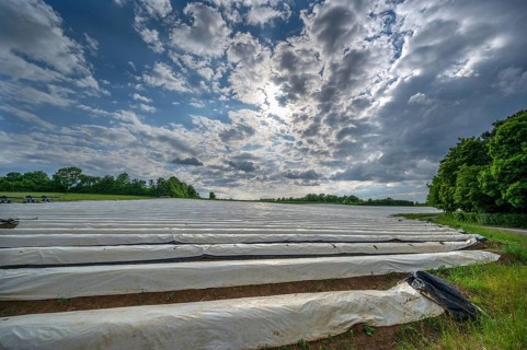 Asparagus field with white covering foil, cloudy sky, Eckental, Middle Franconia, Bavaria, Germany,