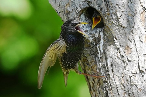 Starling (Sturnus vulgaris) feeding the young bird in a woodpecker cavity, North Rhine-Westphalia,