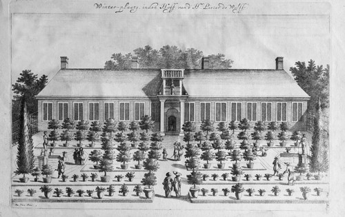 Growing, cultivating and overwintering citrus fruits, copperplate engraving from Nederlantze