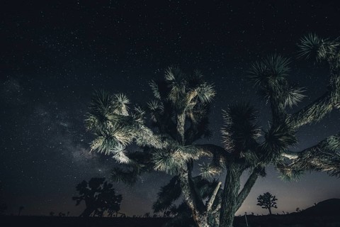 Starry sky with the Milky Way in Joshua Tree National Park