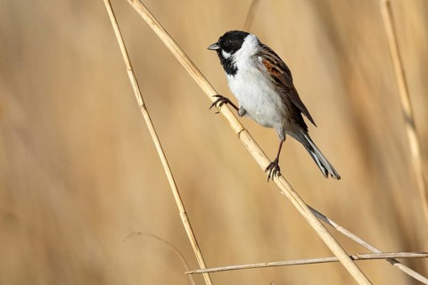 Reed bunting (Emberiza schoeniclus) ml Germany