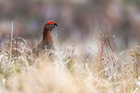 Male of Red Grouse, Lagopus scotica, bird on moors in Scotland