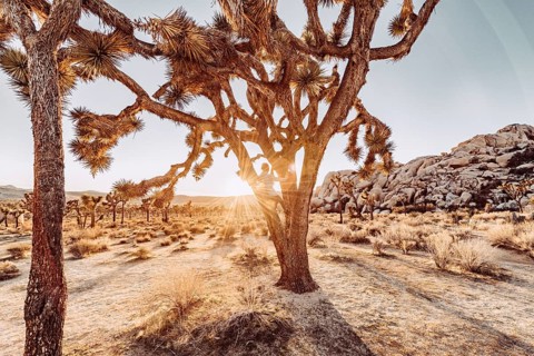 Woman at sunset in Joshua Tree National Park